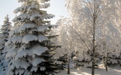 В новогодние каникулы усиленно патрулируют леса