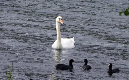 Новое озеро — хранитель уникальной орнитофауны