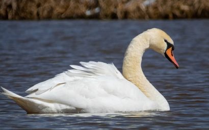 Белоснежное пернатое спасибо!