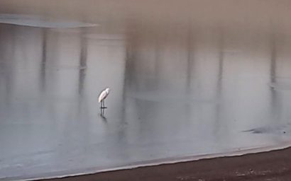 Цапля облюбовала для зимовки городское озеро в Кисловодс