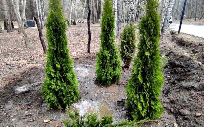 В Кисловодске стартовал пятилетний проект «Зеленое сердце»