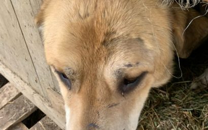 Фёдор, будь человеком! Глава 1