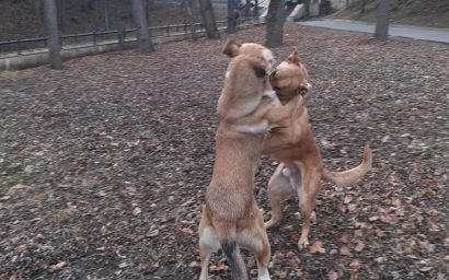 «Сказка про Фёдора  в стране чудес». Глава 5