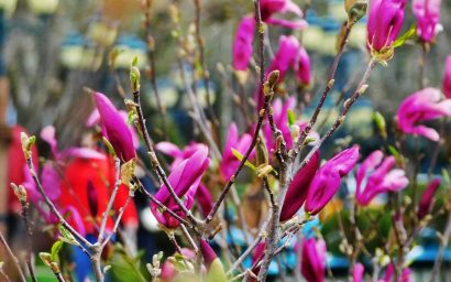 А в Кисловодске цветут магнолии