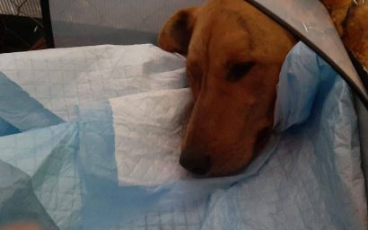 Глава 7 «Василий, друг мой сердечный, зачем ты заболел?». Продолжение саги о жизни бездомного пса Федора