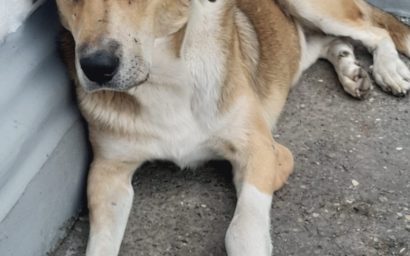 Семья лечит  и лелеет, а потом даёт «отставку»… Глава 6