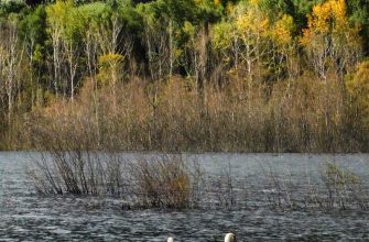 Журналисты получили ответ из мэрии о судьбе Нового озера