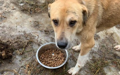 Любовь – морковь! Завяли помидоры