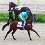Край крылатых скакунов. Пятигорский ипподром