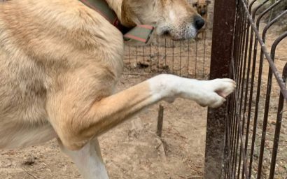 Свой среди чужих, чужой среди своих! Глава 10