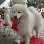 Цирковое волшебство - праздник в Кисловодске!