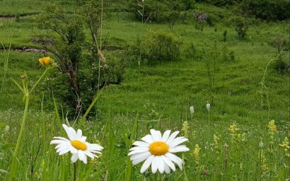 Благодарность от сердца