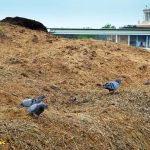 Край крылатых скакунов. Пятигорский ипподром
