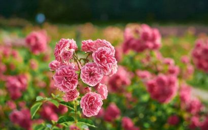 НАСТАЛО ВРЕМЯ ЧУДЕС