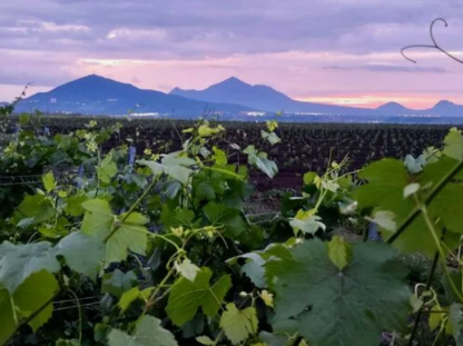 Вино a-la Rus: история виноделия в России и на Кавказских Минеральных Водах