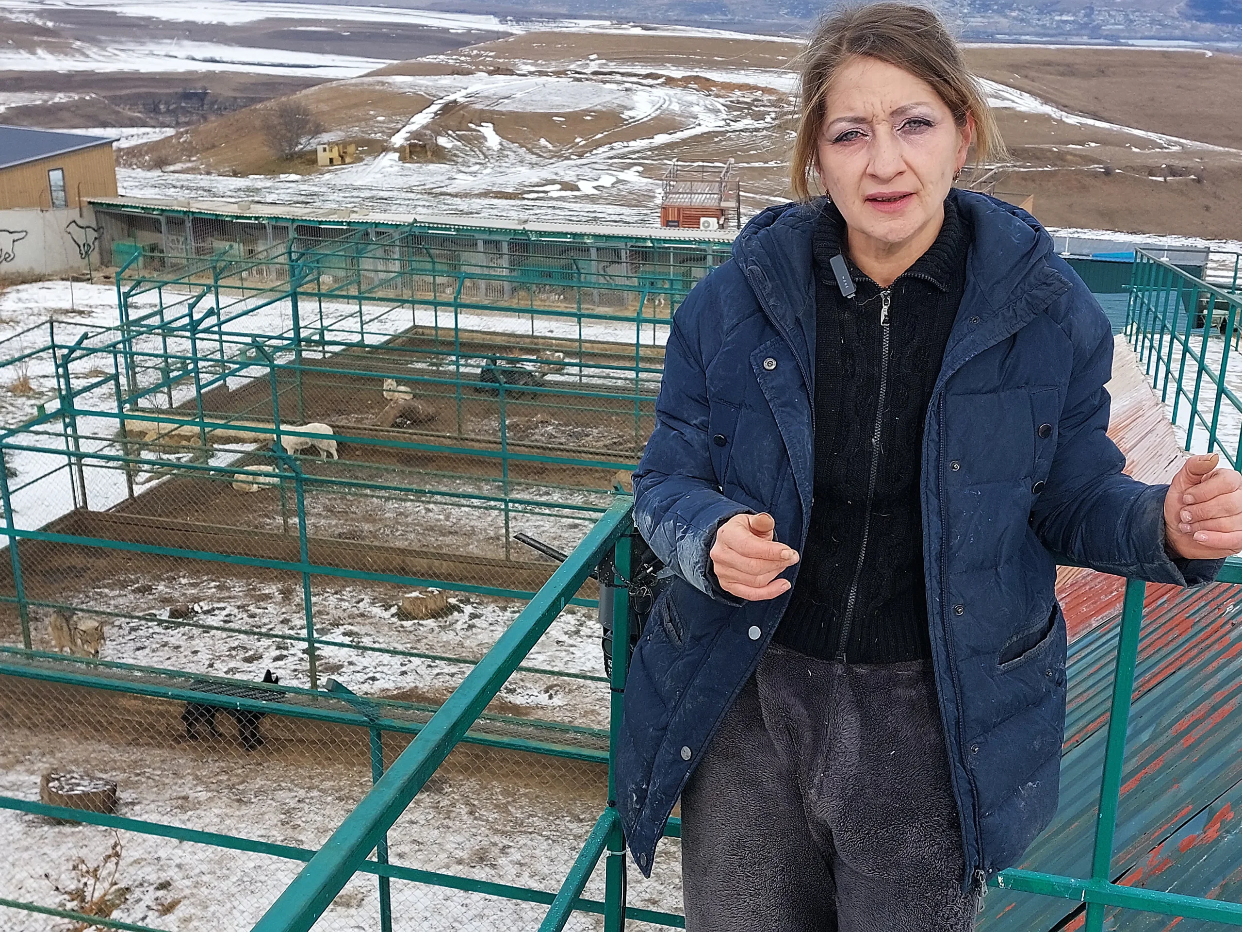 Трудное счастье – жить рядом с волками: спецкор "Нашего Кисловодска" съездил в гости к основательнице питомника для волков