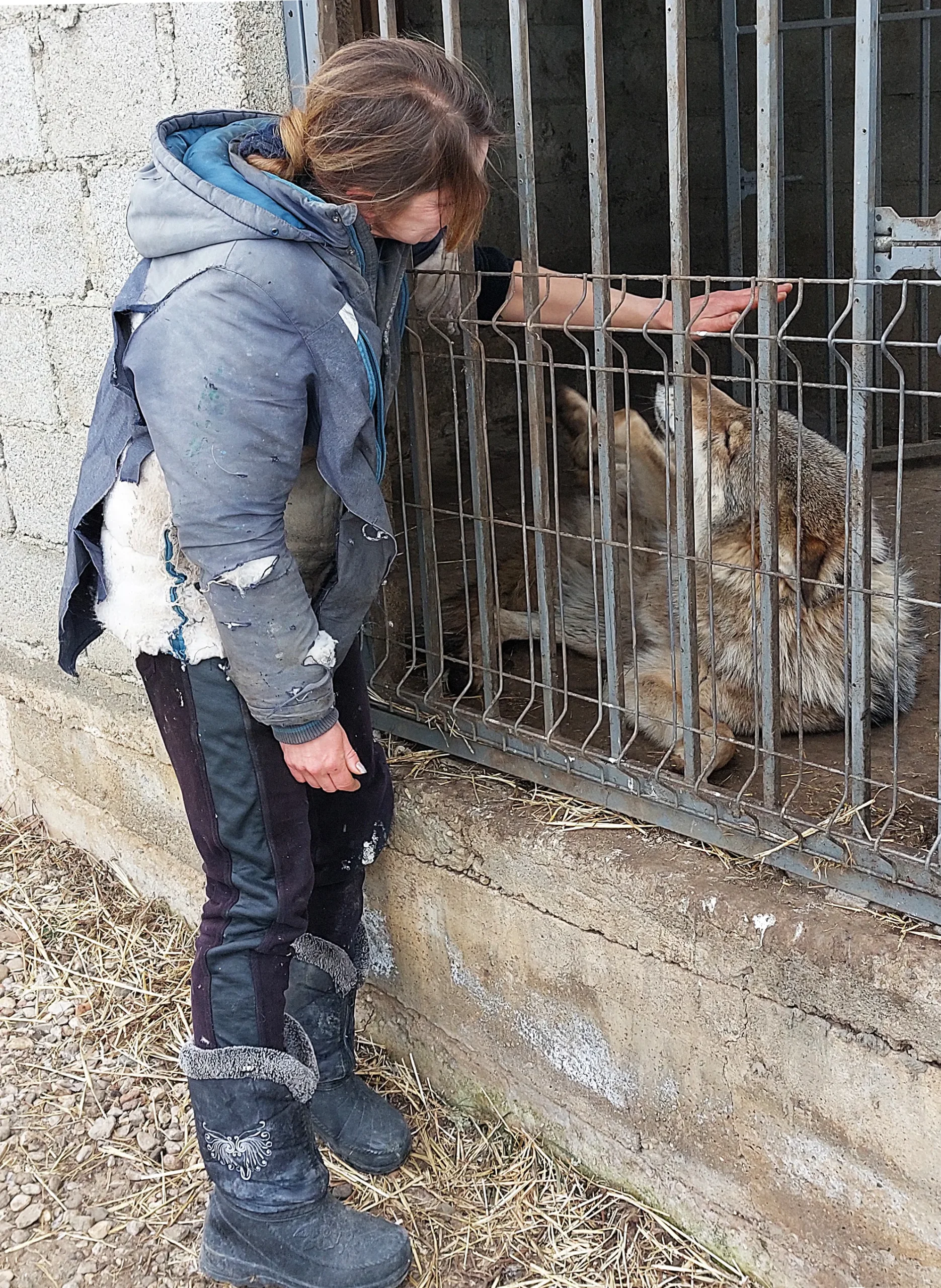 Трудное счастье – жить рядом с волками: спецкор "Нашего Кисловодска" съездил в гости к основательнице питомника для волков