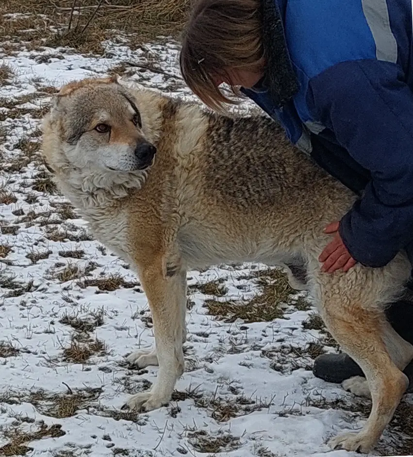 Трудное счастье – жить рядом с волками: спецкор "Нашего Кисловодска" съездил в гости к основательнице питомника для волков