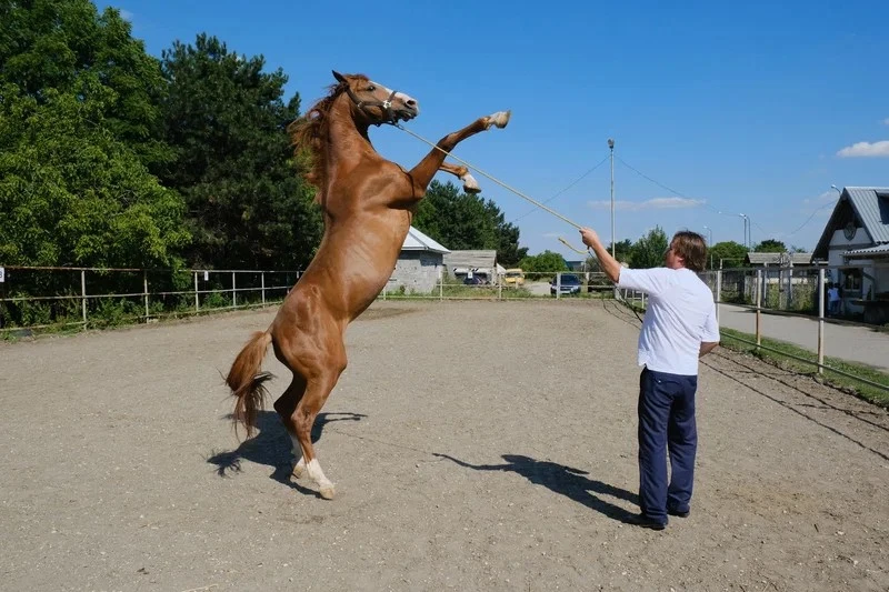 В ритме дикой грации: Год Лошади, иппотерапия в Ессентуках и любовь к животным